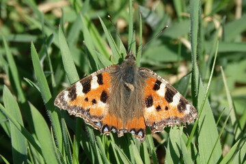 Small Tortoiseshell butterfly