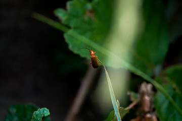 Common Red Solider Beetle perched on the end of a grass shoot
