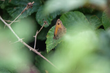 Meadow Brown butterfly