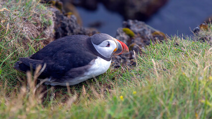 paffin bird sitting on the grass in Iceland