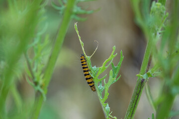 Cinnabar Moth caterpillar feeding on a ragwort plant