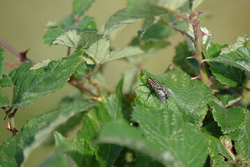 Flesh Fly perched on a leaf