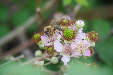 Honey Bee feeding on a flower