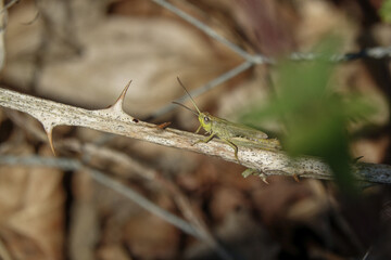 Grasshopper walking along a bramble branch
