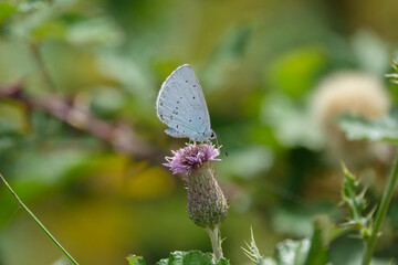 Cabbage White butterfly
