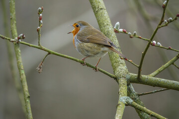 European Robin perched in a tree