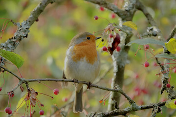 European Robin perched in a tree