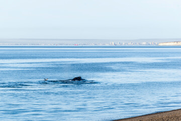 Fototapeta premium WHALES IN PUERTO MADRYN, PATAGONIA ARGENTINA