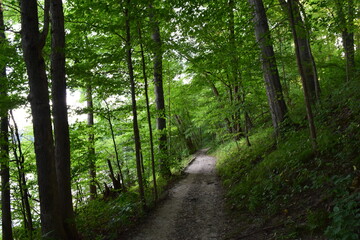 Summer landscape with lush green trees surrounding a narrow trail