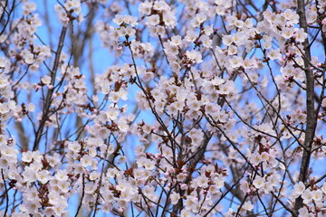 Cherry blossoms (Prunus serrulata) in a full loom