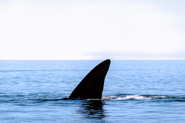Fototapeta premium WHALES IN PUERTO MADRYN, PATAGONIA ARGENTINA
