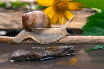 Helix pomatia. snail is actively crawling in nature. mollusc and invertebrate. delicacy meat and gourmet food.