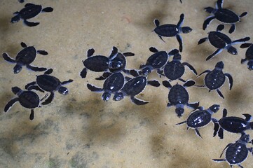 Three days old baby turtles at a turtle hatchery
