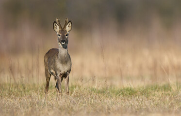 Roe deer buck( Capreolus capreolus )