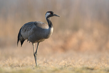 Fototapeta premium Common crane (Grus grus) bird