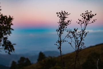 Flores no topo da montanha