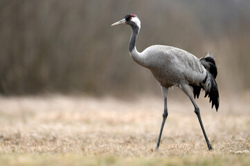 Common crane (Grus grus) bird