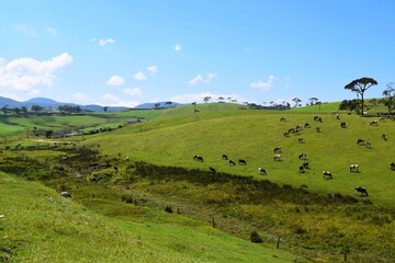 Fototapeta na wymiar Vast cattle grazing lands in rural Sri Lanka