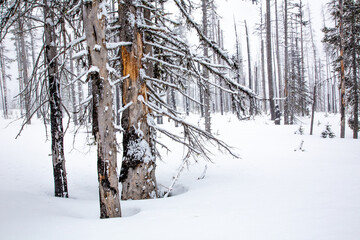 Dead trees from a recent forest fire in a winter snow scene