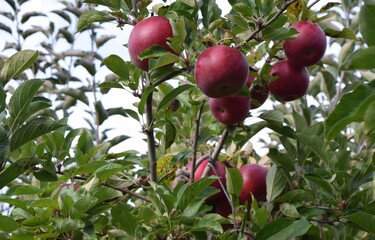Fresh ripe Ida red apples on a tree