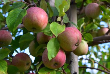 Fresh ripe Ida red apples on a tree