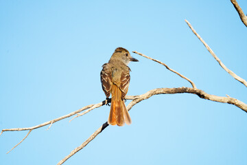 Ash-throated Flycatcher