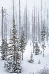 A snow storm, snow flackes in the air, surround dead trees from a recent forest fire in a winter snow scene