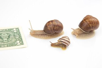 snails are moving towards their financial goal. slow and persistent struggle for success. finance and speed in business operation. metaphor and concept of successful business.