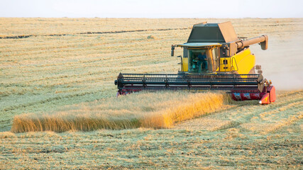 The harvester is harvesting wheat in the field. grain preparation. agronomy and agriculture.