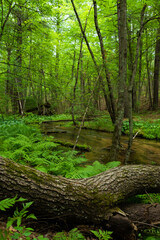 Obraz premium Stream in the Forest
