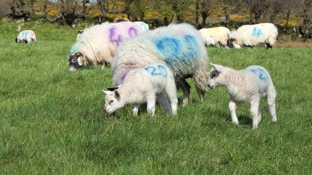 Sheep and lambs laying in the sun in a field in Ireland 