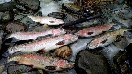 Rainbow Trout Catch