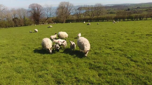Sheep and lambs laying in the sun in a field in Ireland 