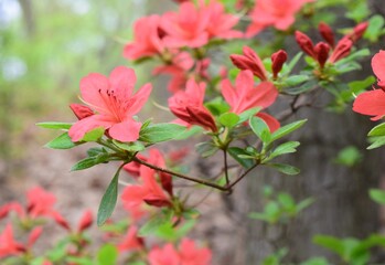 Closeup of bright red Azalea flowers