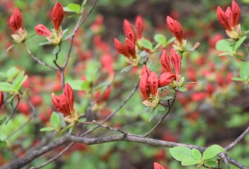 Closeup of bright red Azalea buds