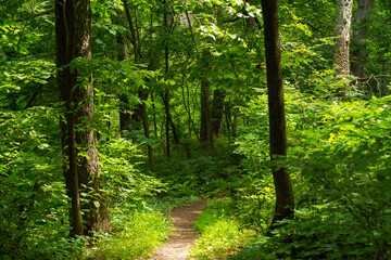 Fototapeta premium Hiking Trail
