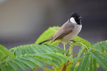 A White-eared Bulbul (Pycnonotus leucotis) on royal poinciana tree