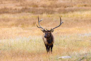 Elk Herd on a Beautiful Rocky Mountain Evening