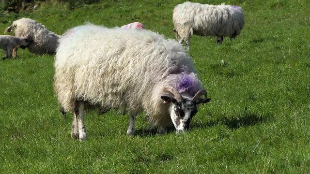 Sheep and lambs laying in the sun in a field in Ireland 