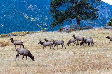 Obraz na płótnie Canvas Elk Herd on a Beautiful Rocky Mountain Evening