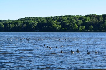Calm riverside landscape with a clear sky and several geese swimming in the water