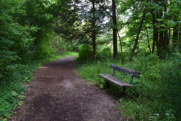 Summer landscape with an old wooden park bench on a trail 