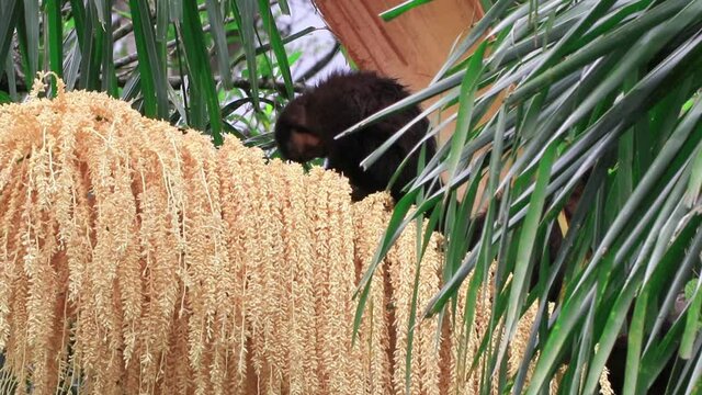 Cacho florido de palmeira e macaco-prego