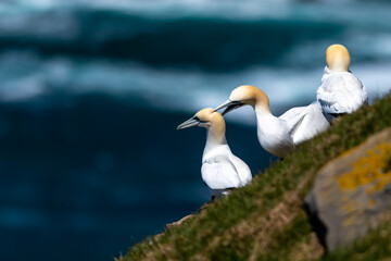 Northern gannets, aquatic birds,  on a cliff. The seabirds are nesting on the rock cliff. The behavior is that of birds in love. One of the white gannet's is using its beak to pick at another bird.