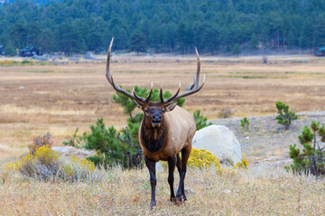 Elk Bugling on a Beautiful Rocky Mountain Evening