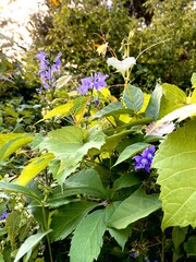 wild flowers in the garden