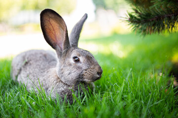 Large adult gray hare with long ears in full growth on green grass on sunny day. Close up of cute grey bunny sitting on green grasses in the park. Brown hare. Beautiful Norfolk wild coney sat on lawn
