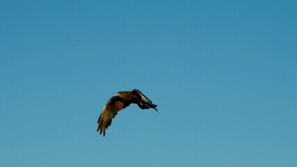 Focus on a wild falcon which is flying in the sky