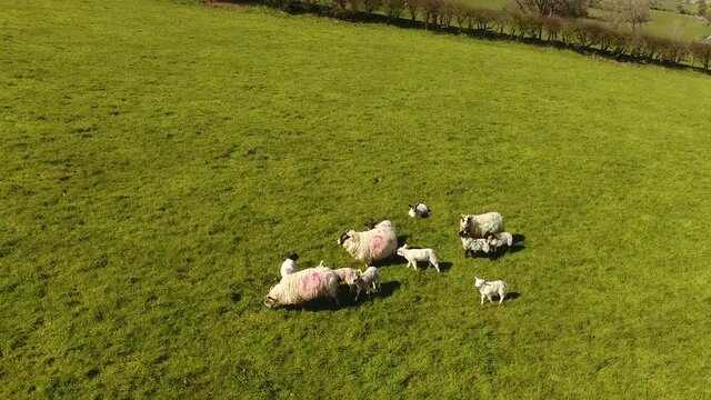 Sheep and lambs laying in the sun in a field in Ireland 