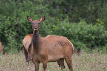2020-08-06 A FEMALE ROOSEVELT ELK IN THE SNOQUALMIE VALLEY NEAR NORTH BEND WASHINGTON